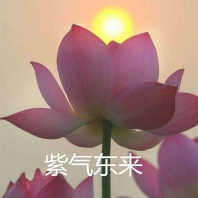 hexonia内购破解版下载
